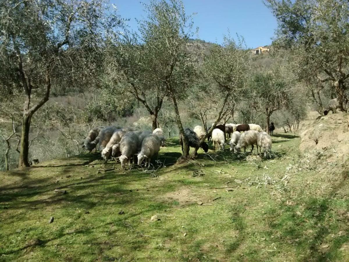 Agriturismo Borgo Mocale Castelfranco di Sopra Екстериор снимка